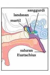 bagian-bagian telinga dan fungsinya