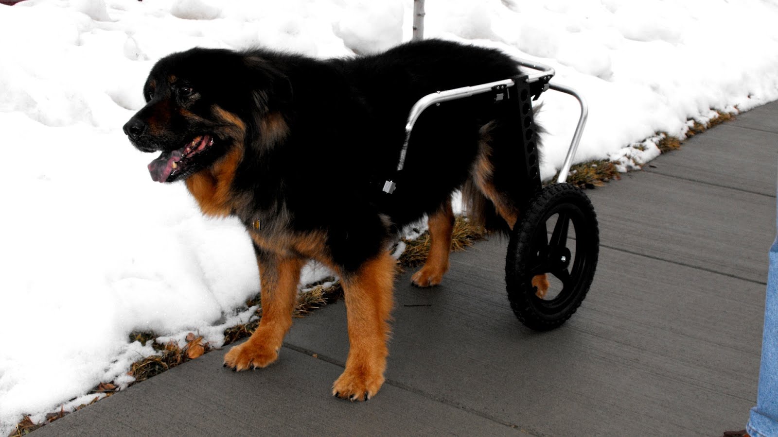 German Shepherd Wheelchair German Choices