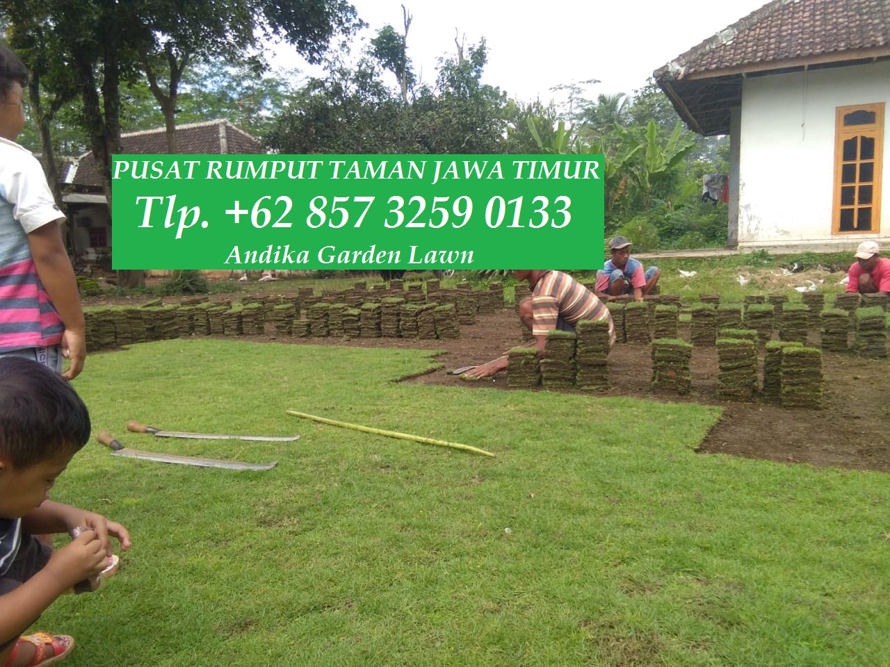 Jual Rumput Peking, Tlp. +62 857-3259-0133, KUALITAS SUPER...!!!