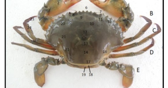 Anatomi Kepiting Anatomi Kepiting