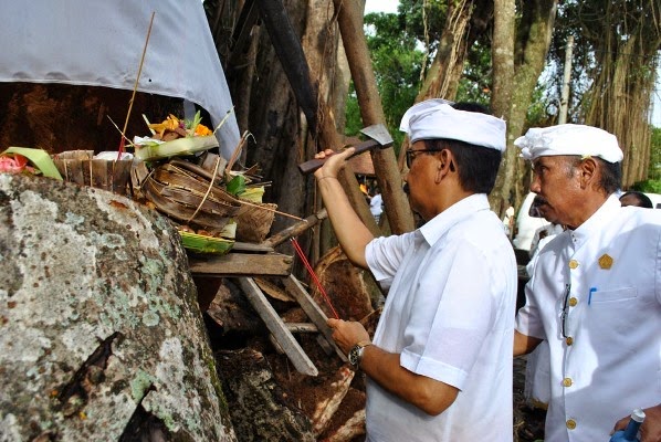 Ritual Tebang Pohon Usia 300 Tahun Agar Terhindar Bencana