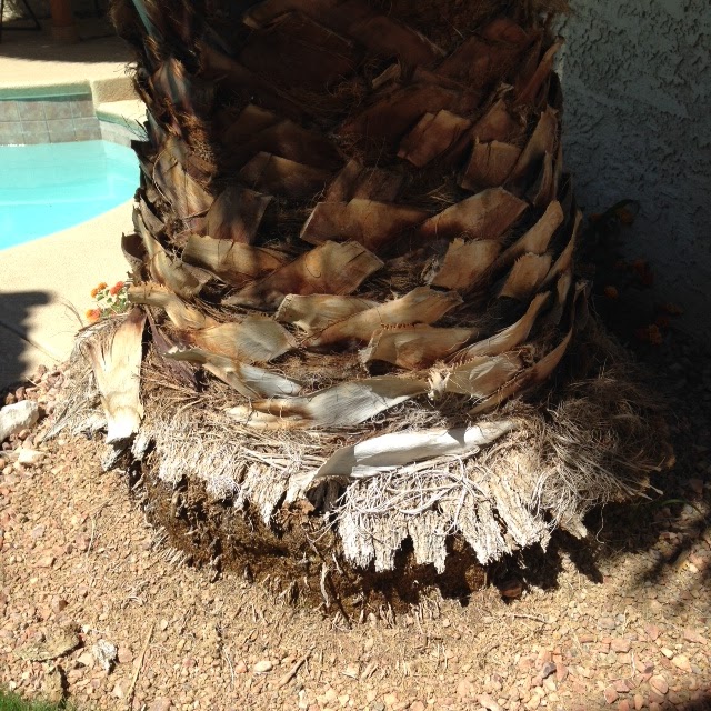 Xtremehorticulture of the Desert Palm Tree Roots Exposed No Problem