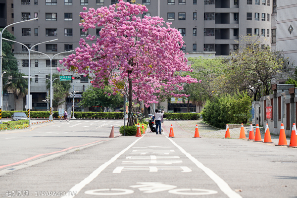 台中南區|和平國小洋紅風鈴木|復興北路自行車道賞風鈴木