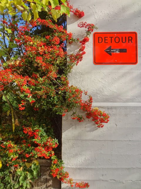 UBC Campus, Vancouver, Red Berries, Orange Detour Sign