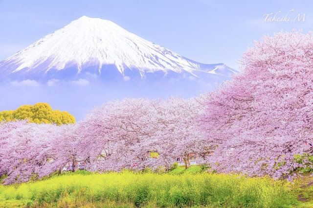 Ngắm hoa anh đào ở Núi Phú Sĩ