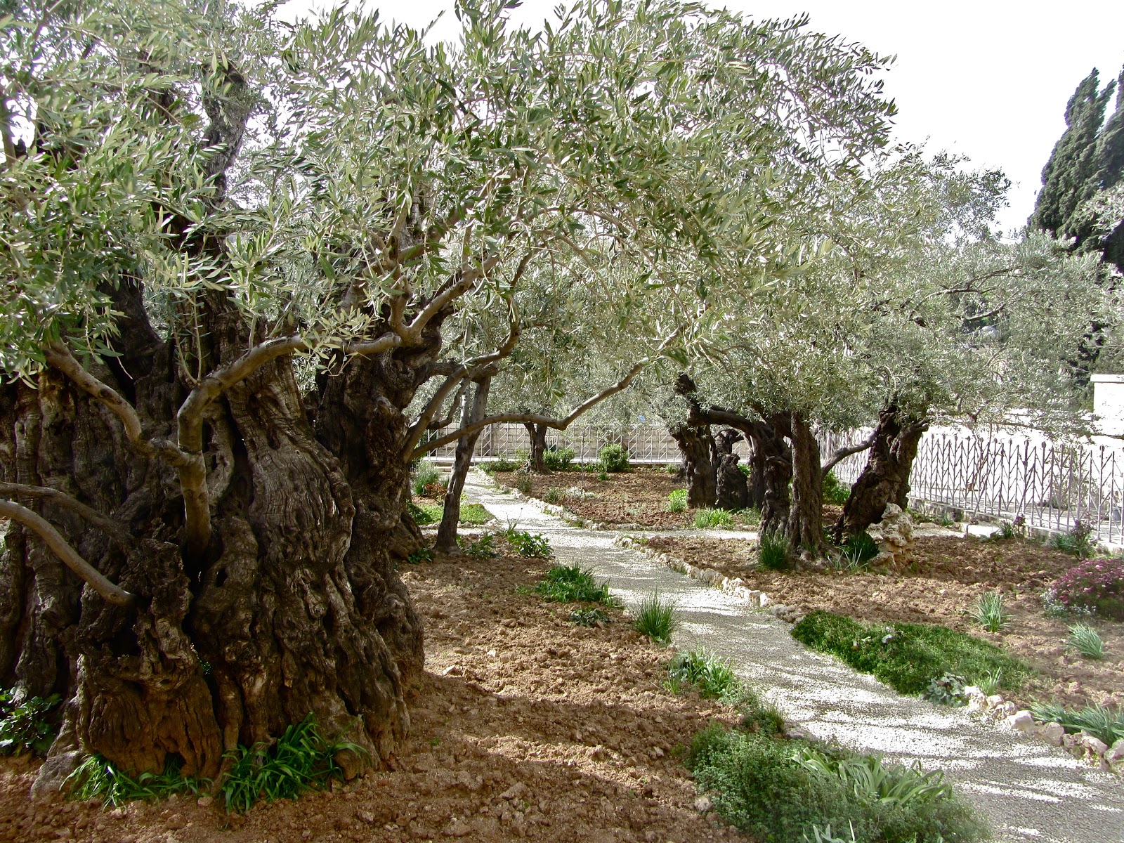 Jetlogged Garden of Gethsemane