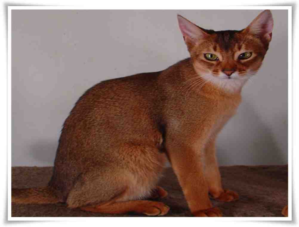 Abyssinian Cat Scientific Name