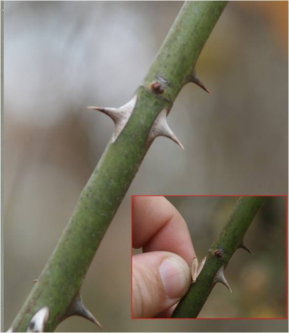 Illinois Invasive Species Awareness Month Identification and control of woody invasive species