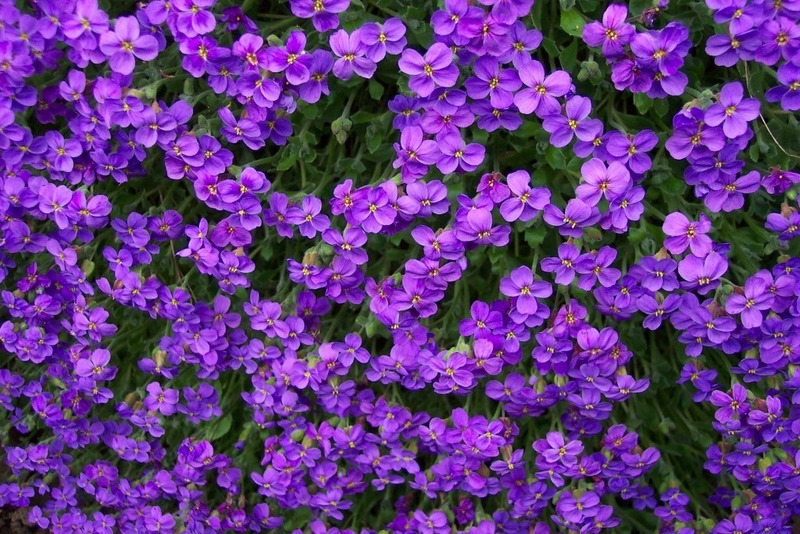 BeautyFul Flowers: purple flowers wallpapers