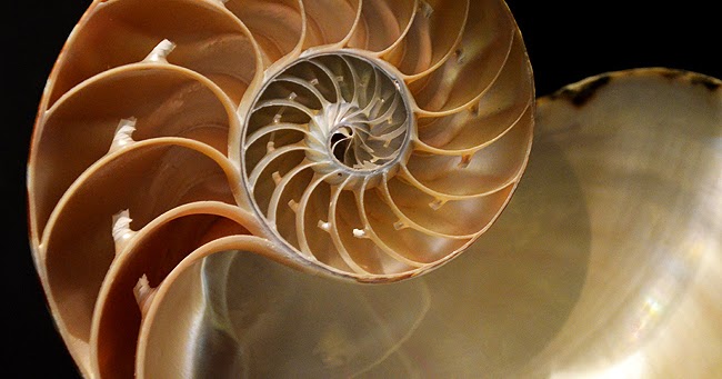 wanderlust ATLANTA: World of Shells