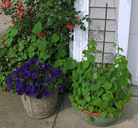 DAR'S CRAFTY CREATIONS: MORNING GLORY TAKE-OVER