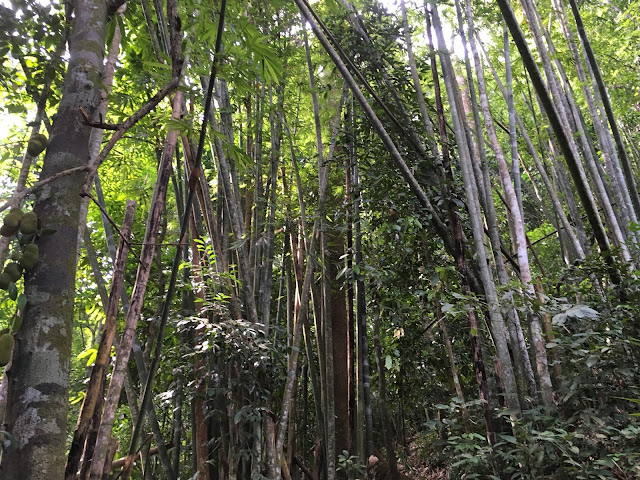 bukit kutu bamboo forest