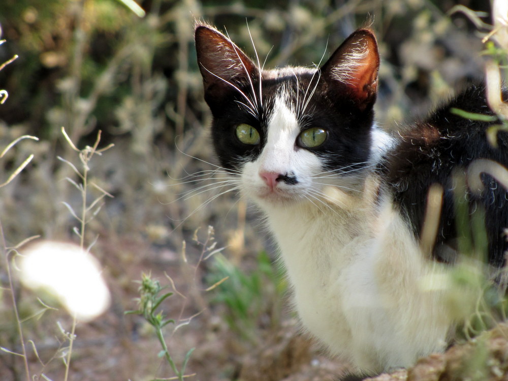 Gato al acecho Nueva fotografía para Inexpertos