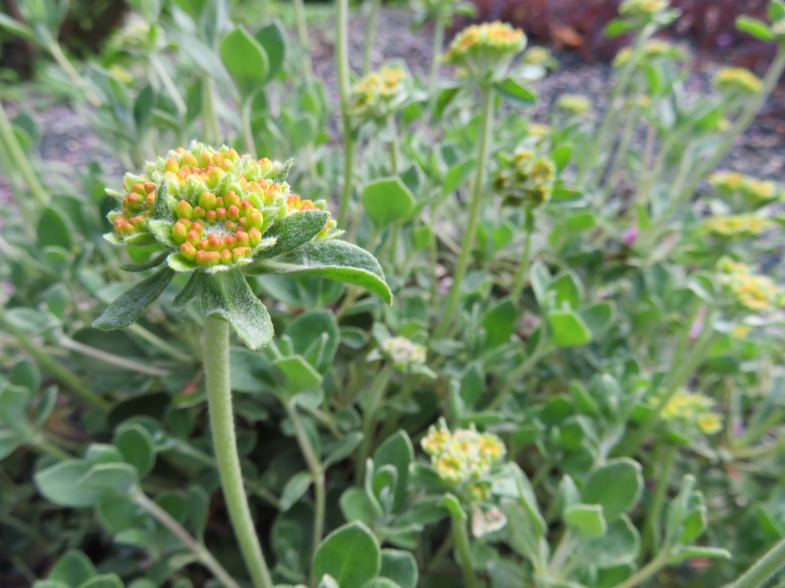 Butterflies Of Singapore Favourite Nectaring Plants 16