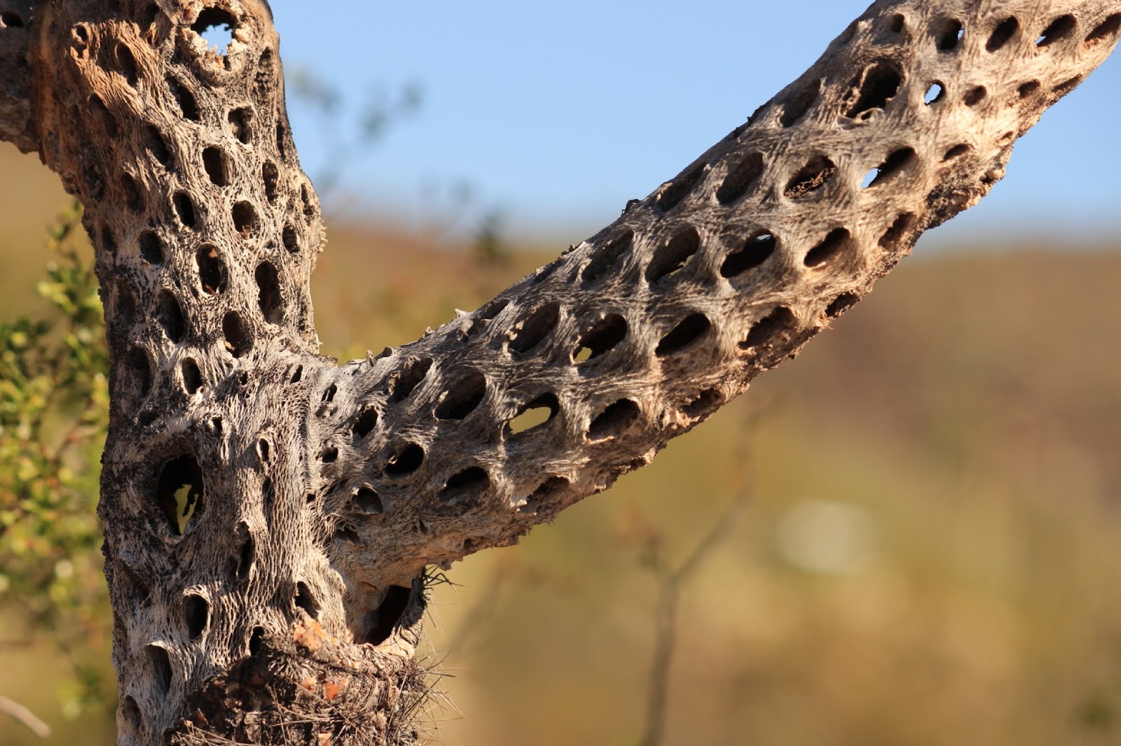 J and B and Lady Blue From Yuma, Arizona to Organ Pipe Cactus National