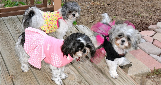 Roupinha: a inimiga dos shih tzu