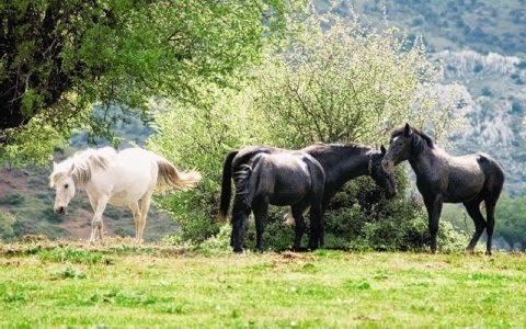 ΤΟ ΟΙΚΟΝΟΜΙΚΟ ΘΑΥΜΑ ΤΗΣ ΑΝΑΒΡΑΣ ΜΑΓΝΗΣΙΑΣ - Ένα χωριό με μηδενική ανεργία, κι ένας δήμαρχος που άνθισε τον τόπο (vid)