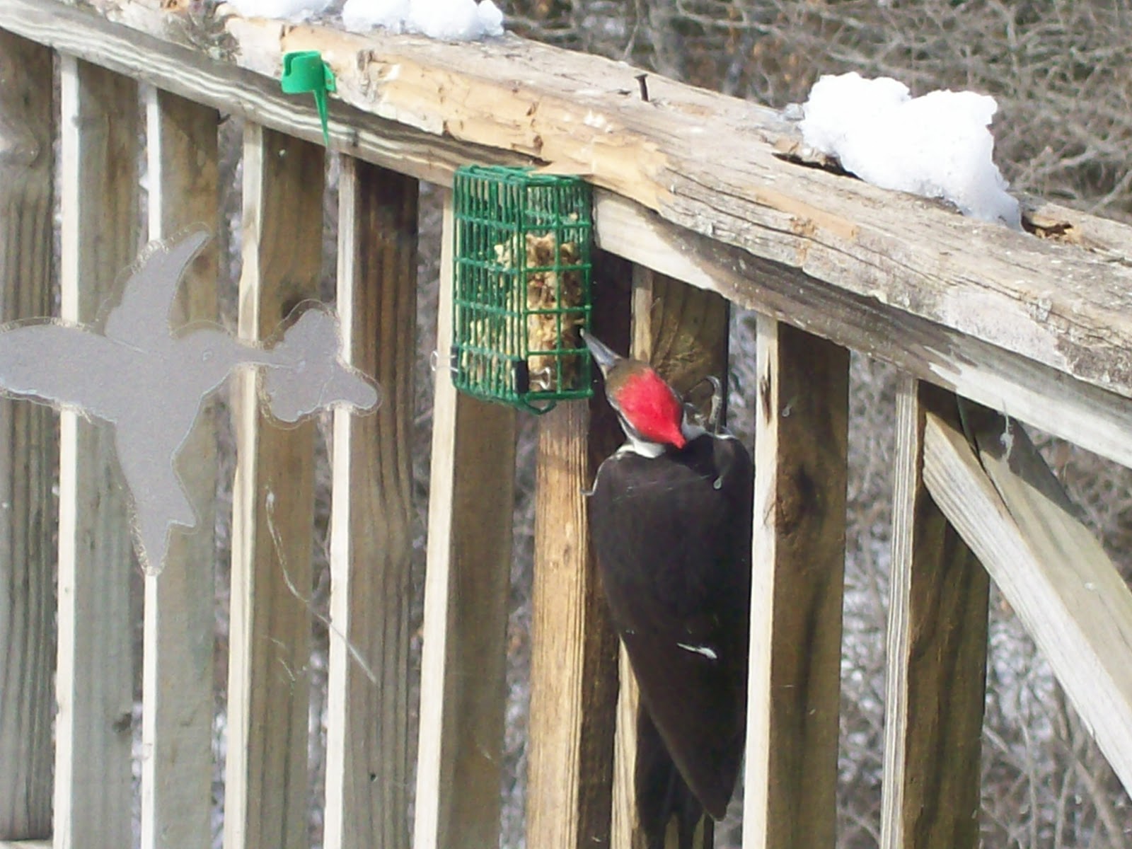 Intuitive Value Homemade Suet for Woodpeckers
