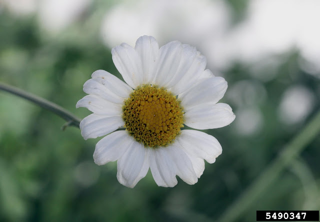 El piretro es una planta de hoja perenne de la familia de las compuestas, como las margaritas o el girasol.