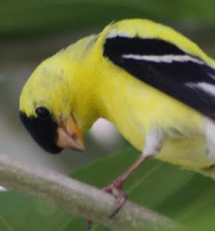 Photograph of American Goldfinch watching my granddaughter.