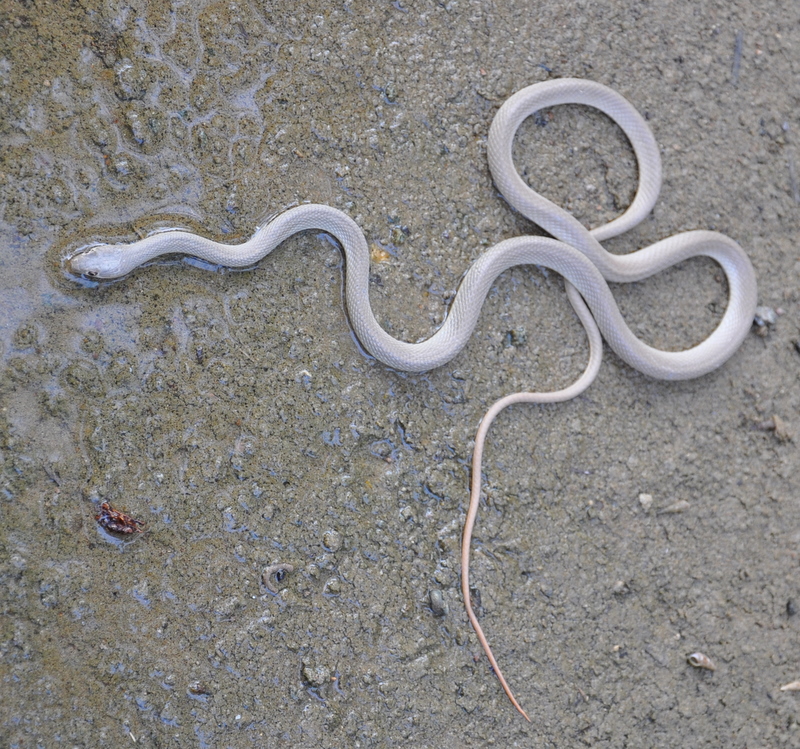 SOMEONE IN AL AIN: Wadi racer snake in Jimi oasis