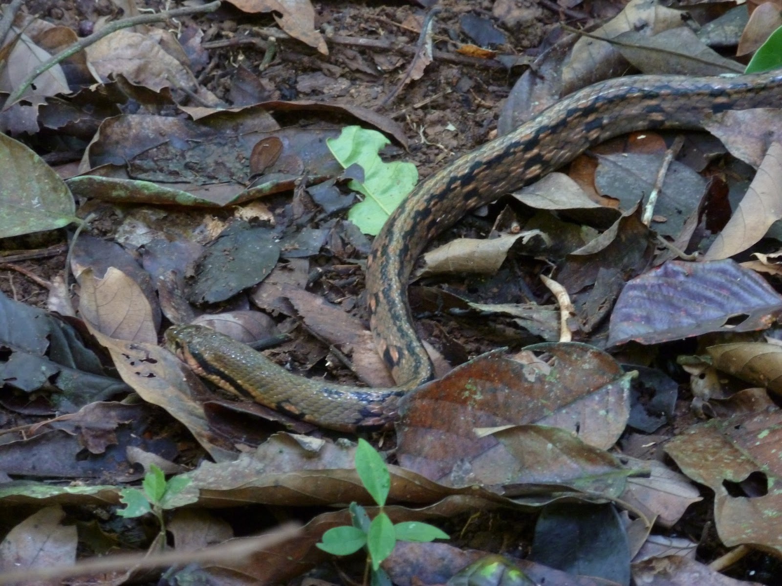 chasing monkeys and dreams in the jungle snakes on snakes on snakes