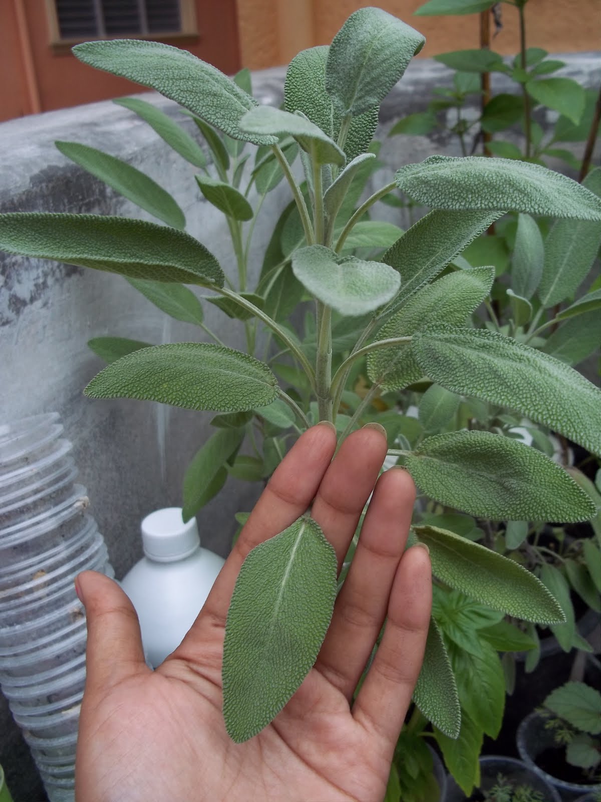 Hydroponics & Organics in Cebu My Organic Herbs Basil, Sage & Mint