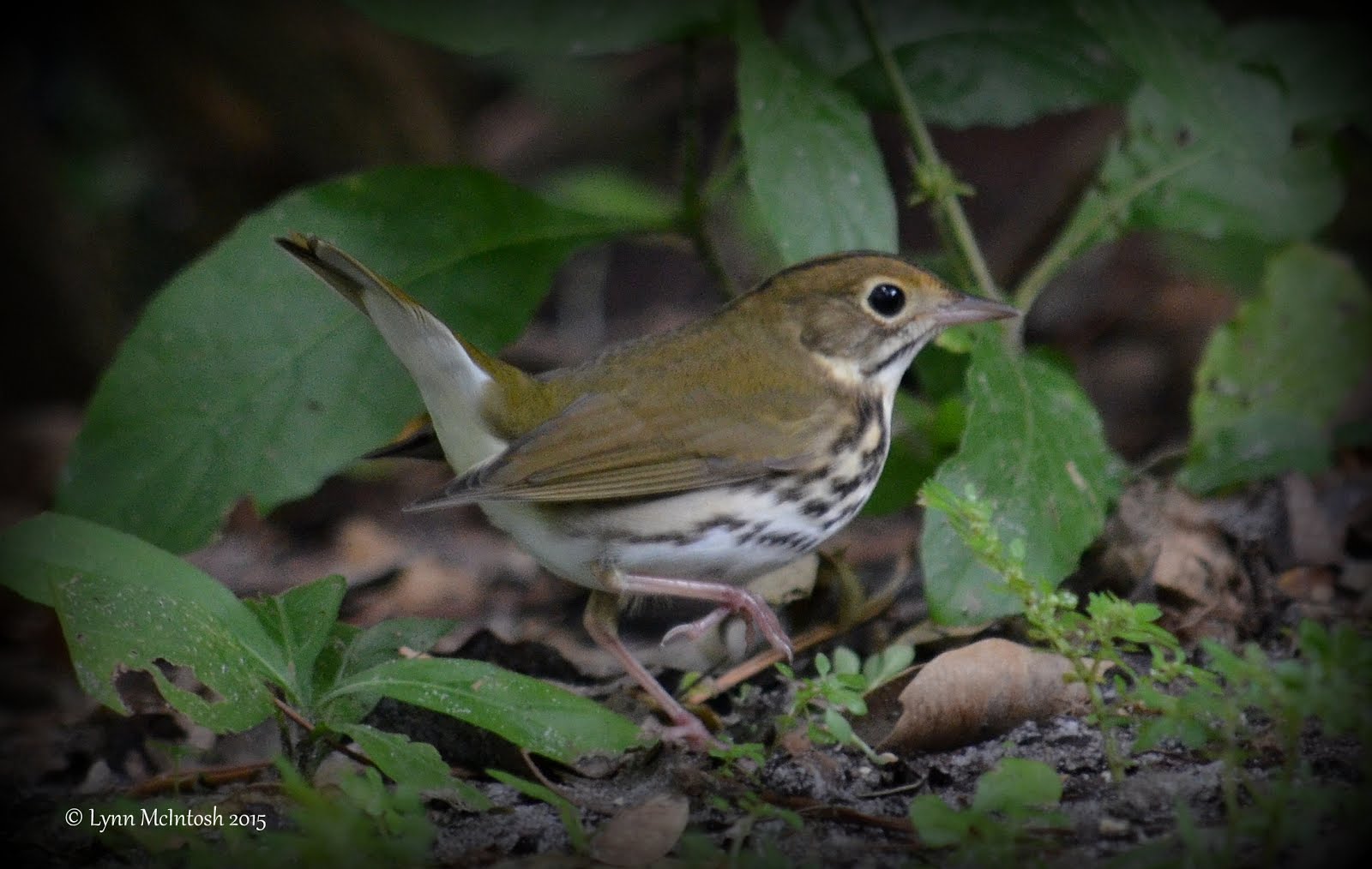 Ovenbird