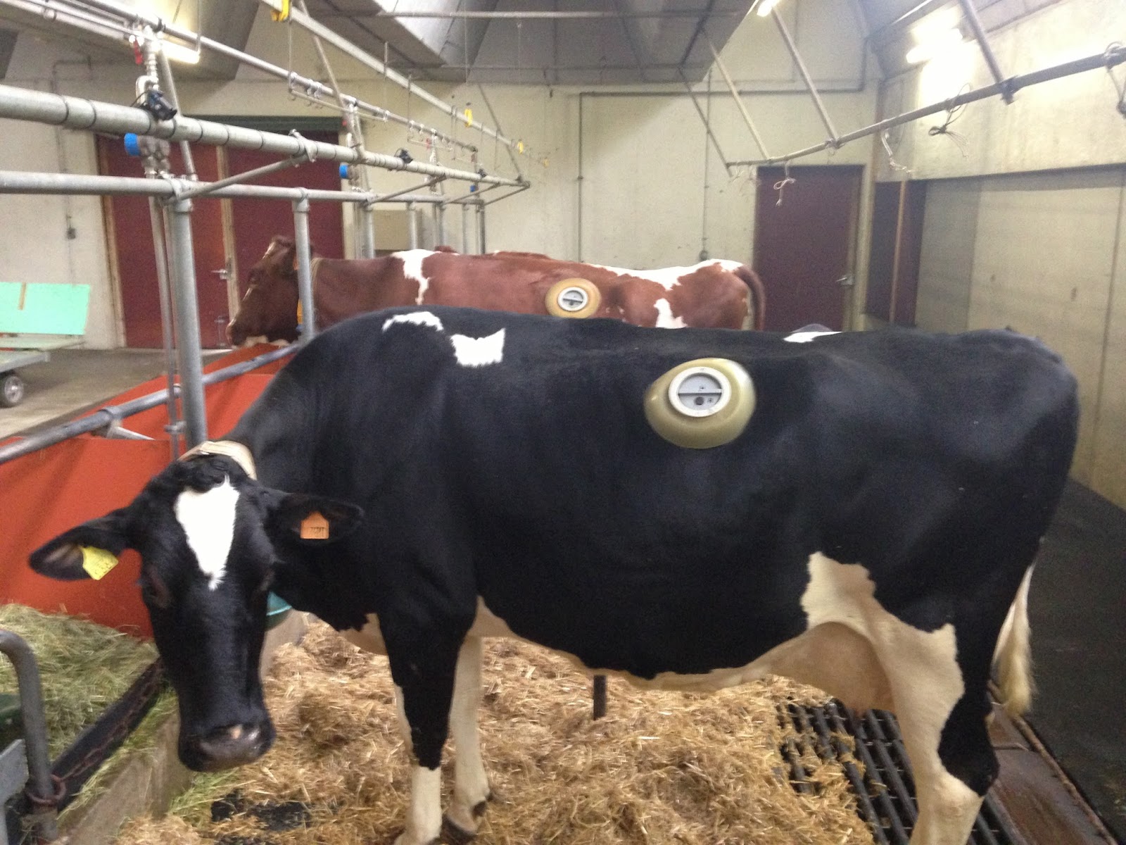 alalumieredunouveaumonde: Et c’est les vaches qui sont folles…