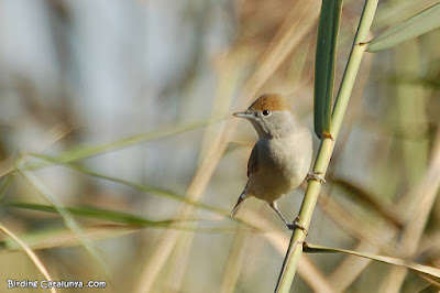 Tallarol de casquet (Sylvia atricapilla) Tallarol de casquet (Sylvia atricapilla)