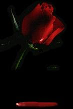 Red Rose