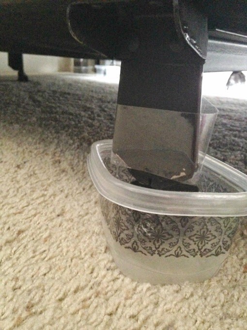 Domesticated Dutchish Bed Bugs and Vaseline What To Do When "Bugs