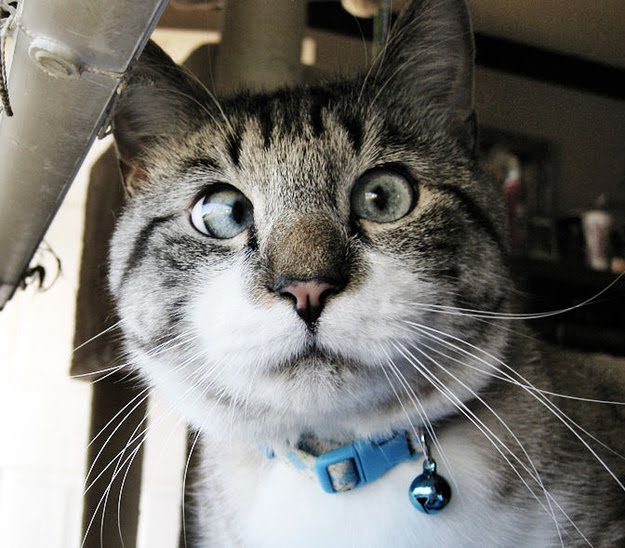 Meet Spangles, the cutest crossedeyed cat you'll ever see (9 pics
