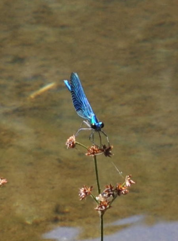 Demoiselle bleu Demoiselle bleu