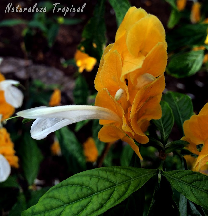 Otra fotografía de la inflorescencia de la planta Colita de Camarón o Choclo de Oro, Pachystachys lutea