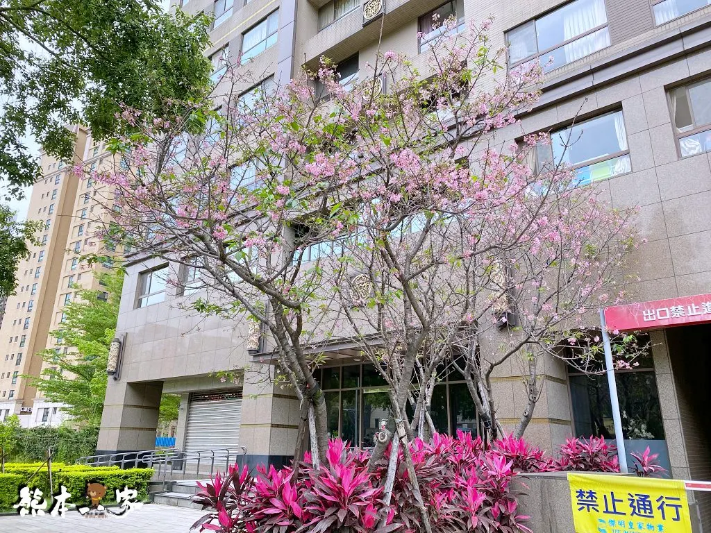 三峽北大賞櫻花兼野餐親子半日遊|賞花點不少值得散步走走喔