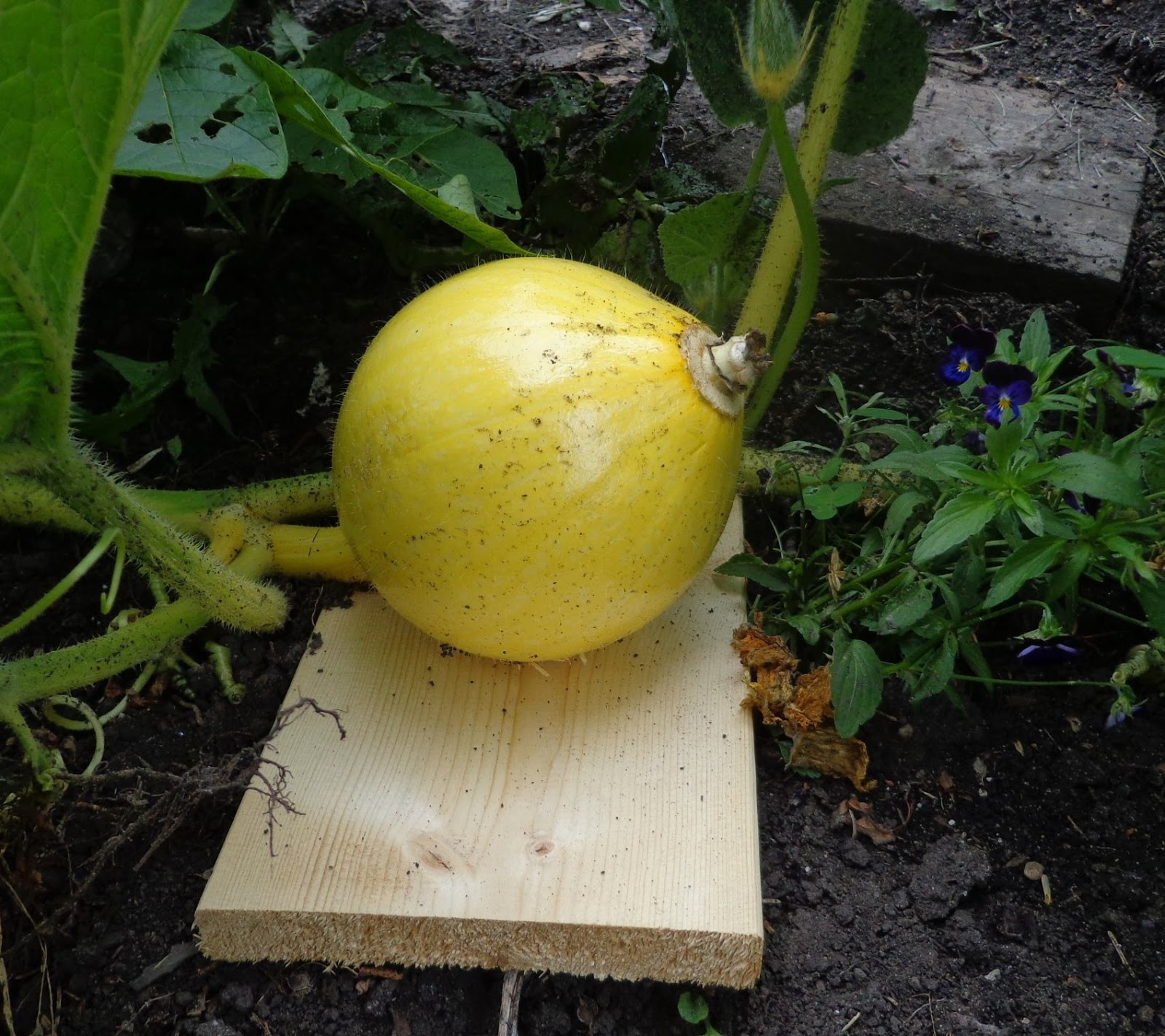 Gardening with Jess Tomatoes, potatoes and pumpkins