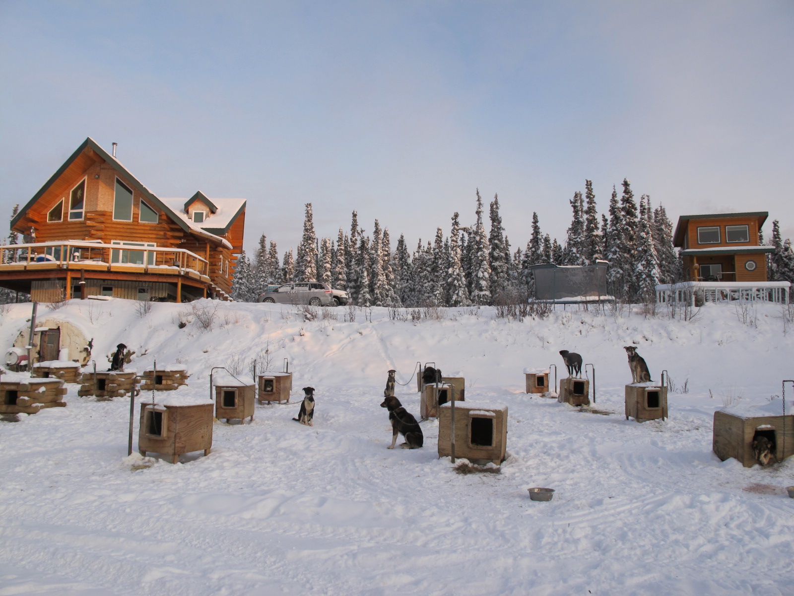 BeritaMegana Windy Creek Kennel Fox, Alaska