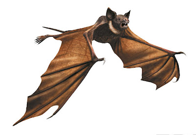 murcielagos prehistoricos Vespertiliavus