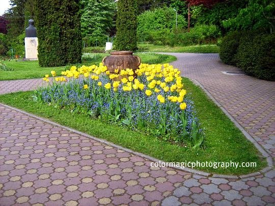 Flower bed-Forget me nots and yellow tulips
