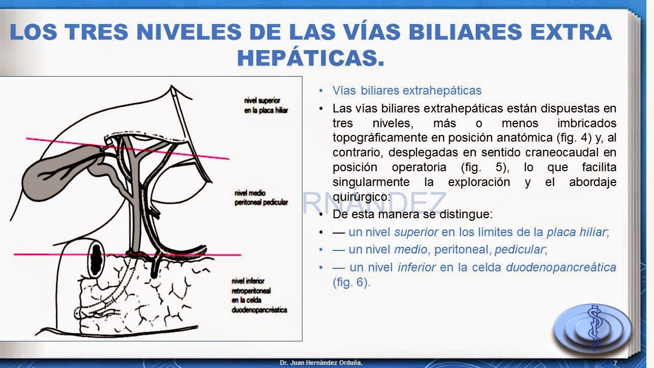 DR. JUAN HERNÁNDEZ ORDUÑA. : Anatomía quirurgica de vias biliares