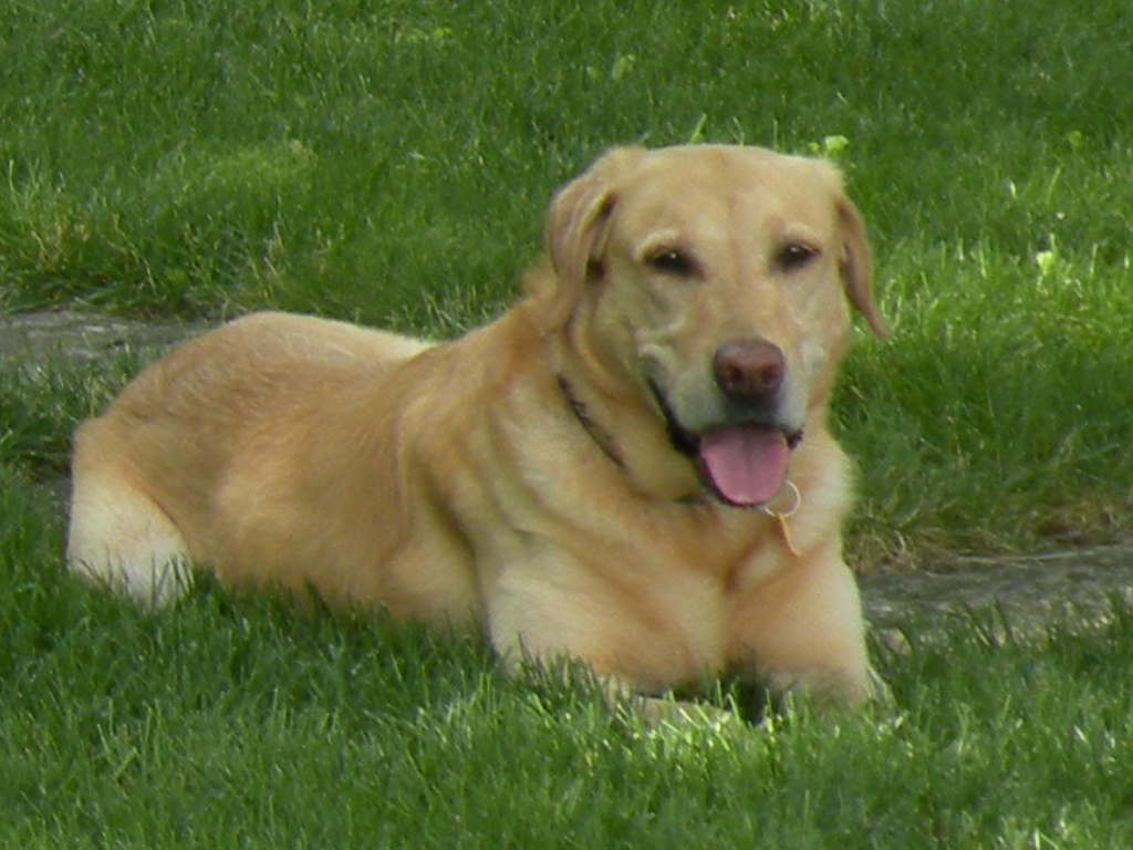 Savvy Working Gal Should My Dog’s Teeth Be Professionally Cleaned?