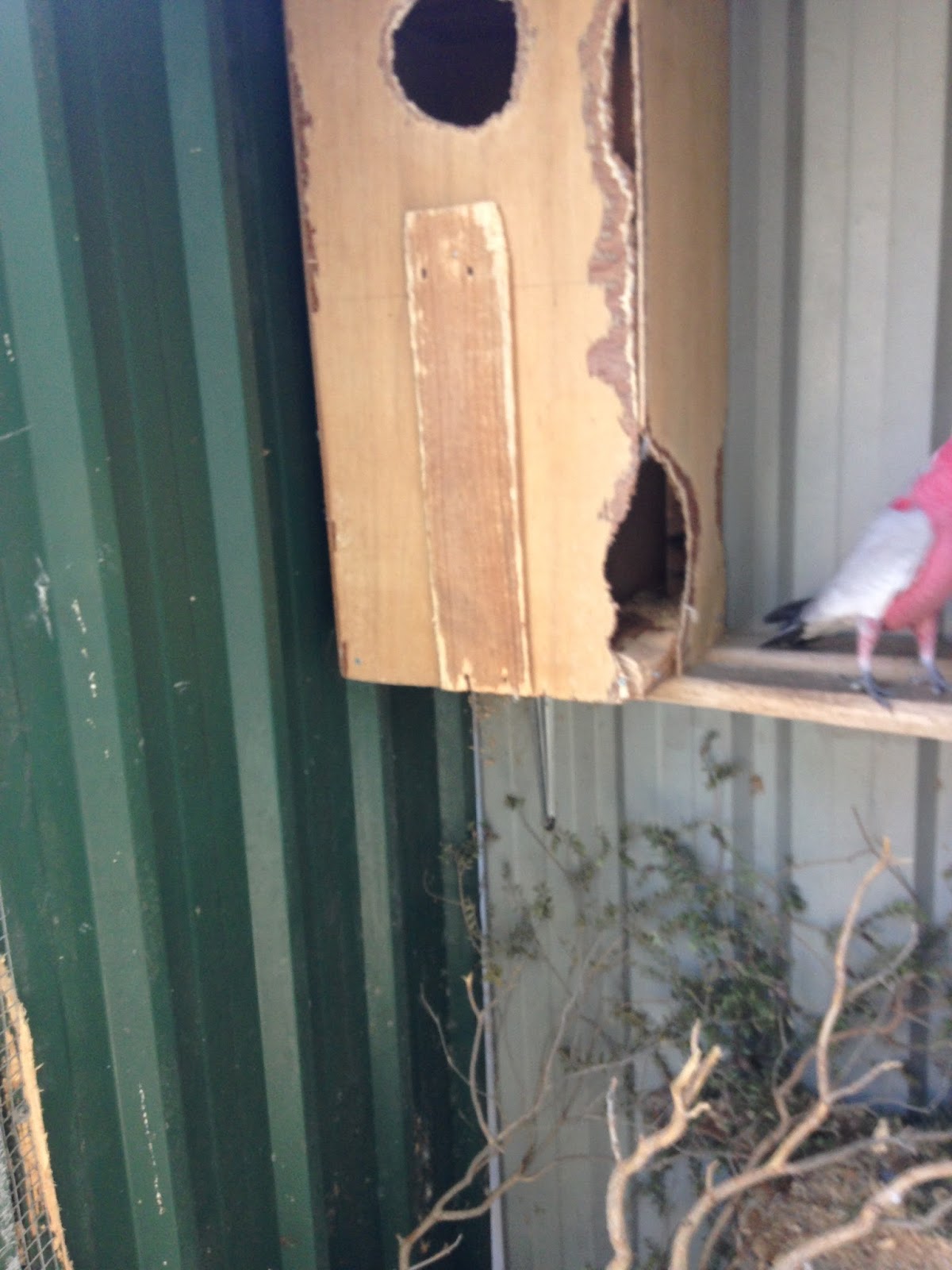 Parrot Breeding New entry to the Galah's nesting box