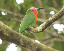 Red-bearded Bee-eater_2011