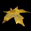 اوراق شجر أوراق الفضة والذهب | Leaf leaves of silver and gold