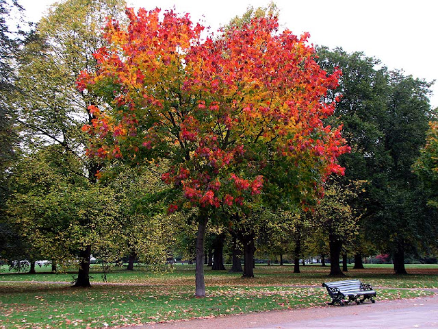 Bench under a red tree in autumn, Kensington Gardens, London