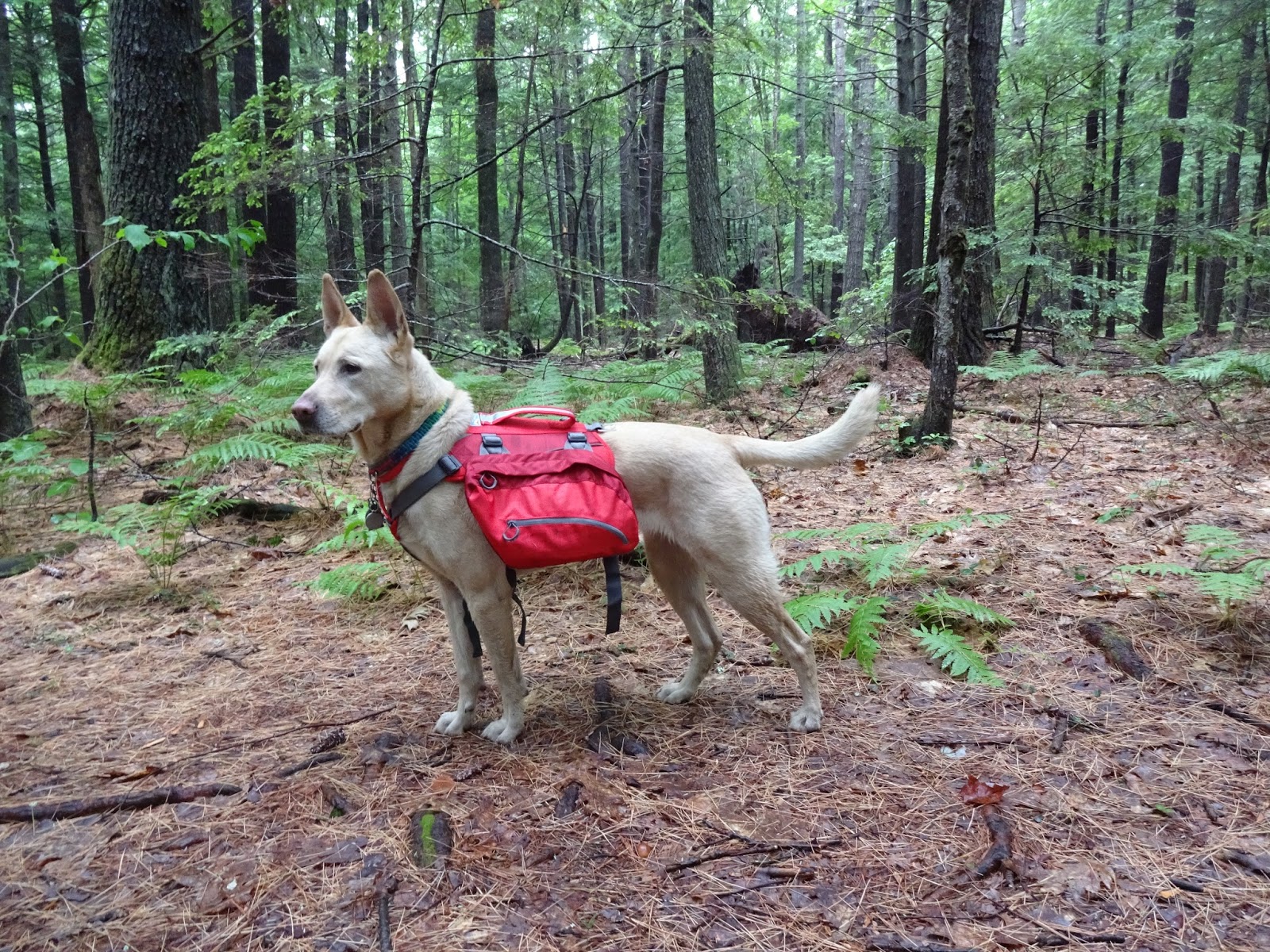 baxter dog backpack