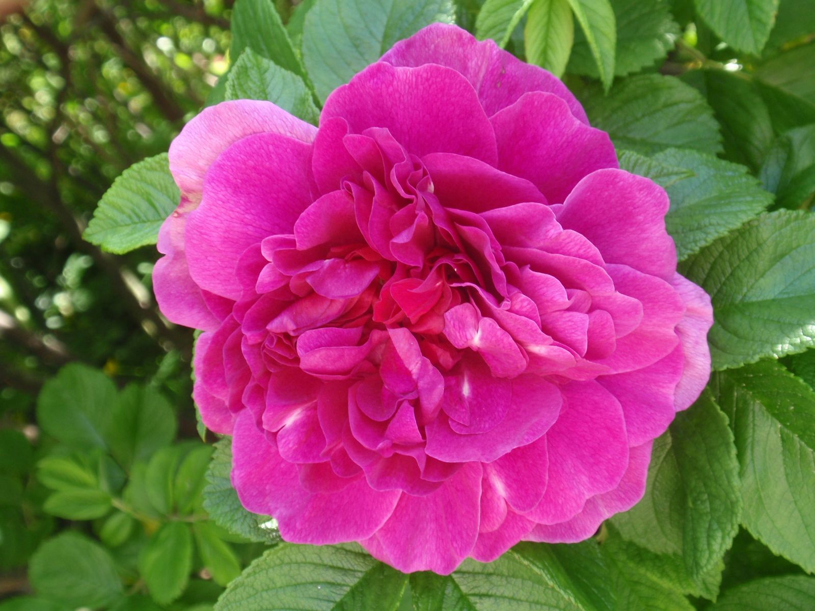 Flowerpedia: Intoxicating Fragranced Roses - Hansa