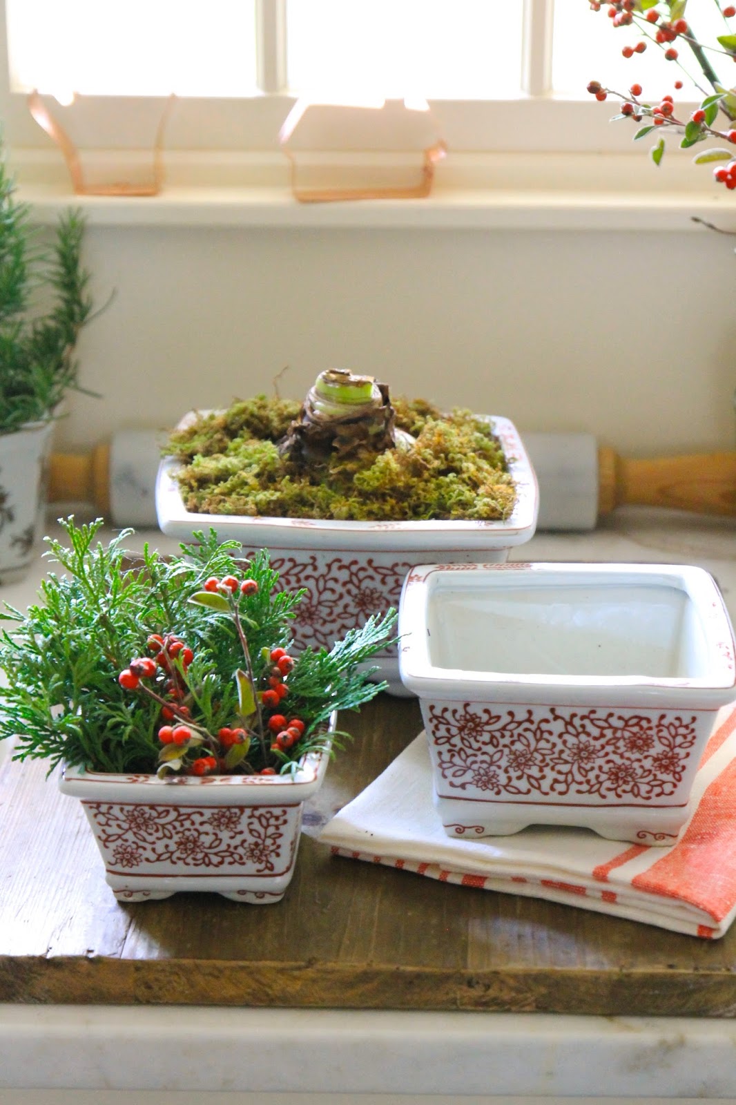 steffens hobick mini christmas trees in planters spindly christmas tree