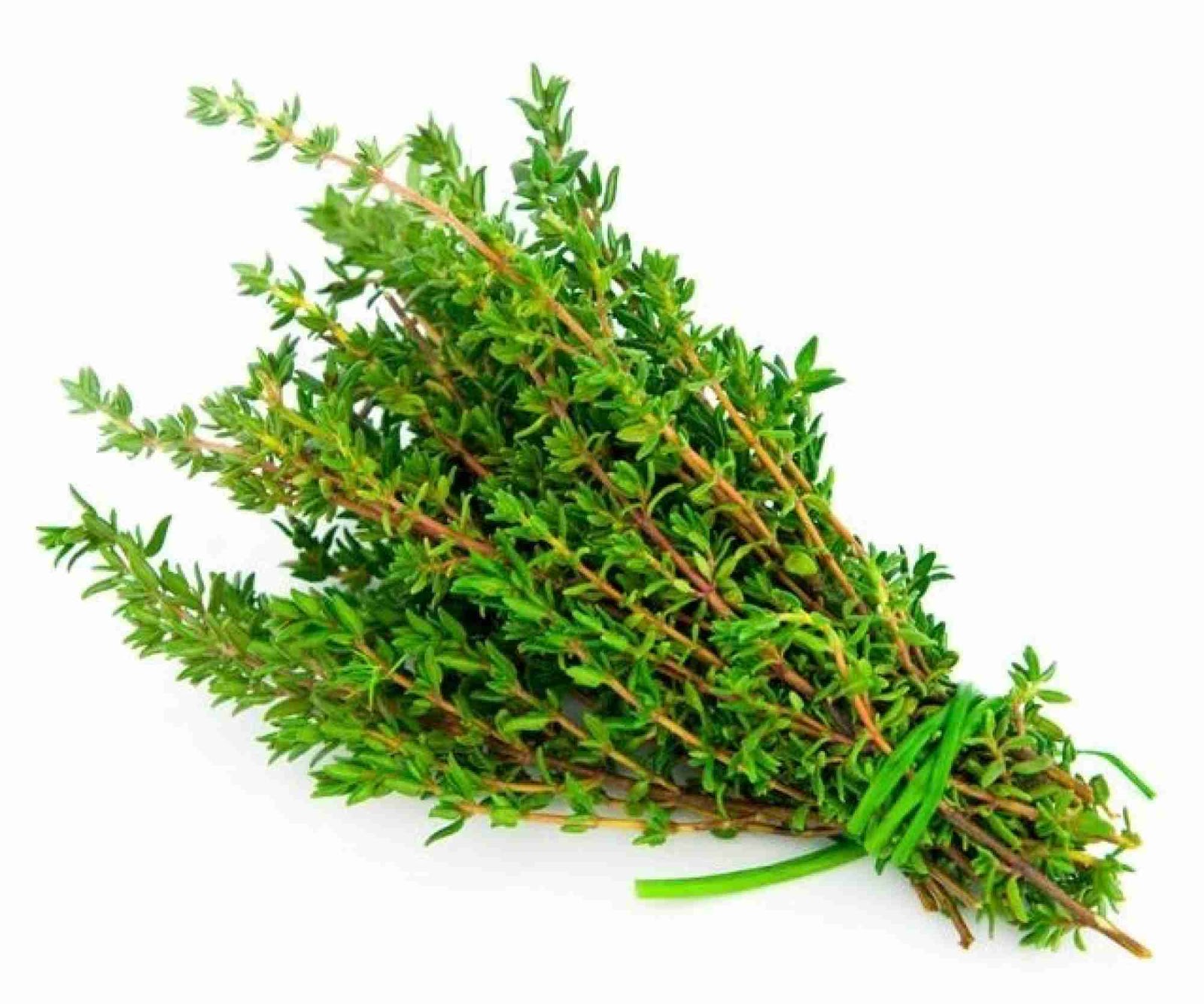 Shared Health News How to Use Thyme Against Stomach Aches, Arthritis